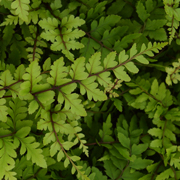 Hardy Fern Athyrium otophorum 'Okanum'